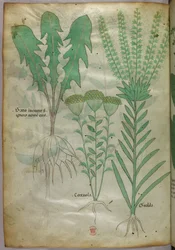 Kasvitieteellinen kuvitus, noin 1440 (tussi ja väri pergamentille).
