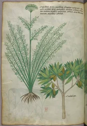 Kasvitieteellinen kuvitus, noin 1440 (tussi ja väri pergamentille).