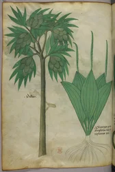 Kasvitieteellinen kuvitus, noin 1440 (tussi ja väri pergamentille).
