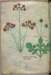 Kasvitieteellinen kuvitus, noin 1440 (tussi ja väri pergamentille).