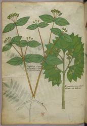 Kasvitieteellinen kuvitus, noin 1440 (tussi ja väri pergamentille).