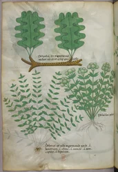 Kasvitieteellinen kuvitus, noin 1440 (tussi ja väri pergamentille).