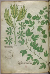 Kasvitieteellinen kuvitus, noin 1440 (tussi ja väri pergamentille).