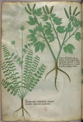 Kasvitieteellinen kuvitus, noin 1440 (tussi ja väri pergamentille).