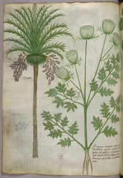 Kasvitieteellinen kuvitus, noin 1440 (tussi ja väri pergamentille).