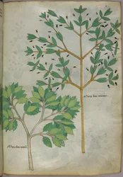 Kasvitieteellinen kuvitus, noin 1440 (tussi ja väri pergamentille).