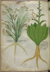 Kasvitieteellinen kuvitus, noin 1440 (tussi ja väri pergamentille).