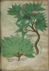 Kasvitieteellinen kuvitus, noin 1440 (tussi ja väri pergamentille).