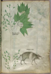 Kasvitieteellinen kuvitus kasvista ja villisialta tai siasta, merkintä "porcina caro", noin 1440 (tussi ja väri pergamentilla).