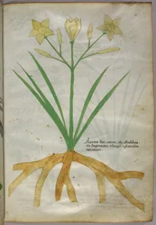 Kasvitieteellinen kuvitus kasvista, noin 1440 (tussi ja väri pergamentille).