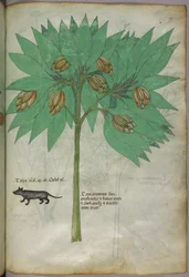 Kasvitieteellinen kuvitus kasvista ja eläimestä, noin 1440 (tussi ja väri pergamentille).