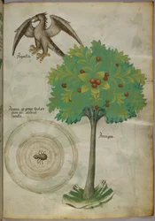 Kasvitieteellinen kuvitus puusta, hämähäkinseitistä ja kotkasta, noin 1440 (tussi ja väri pergamentille).