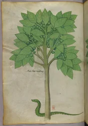 Kasvitieteellinen kuvitus puusta ja käärmeestä, noin 1440 (tussi ja väri pergamentille).