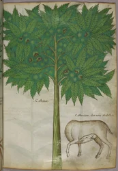 Kasvitieteellinen kuvitus puusta ja eläimestä, noin 1440 (tussi ja väri pergamentille).