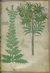 Kasvitieteellinen kuvitus melonipuusta, noin 1440 (tussi ja väri pergamentille).