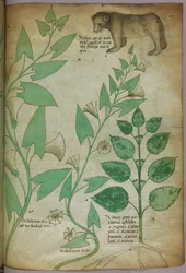 Kasvitieteellinen kuvitus kasvista ja karhusta, noin 1440 (tussi ja väri pergamentille).