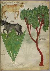 Kasvitieteellinen kuvitus kasveista ja sonnista, noin 1440 (tussi ja väri pergamentille).