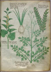 Kasvitieteellinen kuvitus kasveista, noin 1440 (tussi ja väri pergamentille).