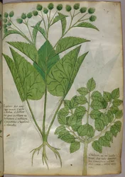 Kasvitieteellinen kuvitus kasveista, noin 1440 (tussi ja väri pergamentille).
