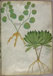 Kasvitieteellinen kuvitus kasveista, noin 1440 (tussi ja väri pergamentille).