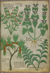Kasvitieteellinen kuvitus kasveista, noin 1440 (tussi ja väri pergamentille).