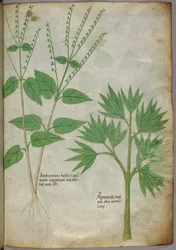 Kasvitieteellinen kuvitus kasveista, noin 1440 (tussi ja väri pergamentille).