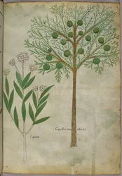 Kasvitieteellinen kuvitus kasveista, noin 1440 (tussi ja väri pergamentille).