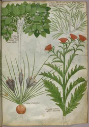 Kasvitieteellinen kuvitus kasveista, noin 1440 (tussi ja väri pergamentille).