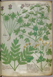 Kasvitieteellinen kuvitus kasveista, noin 1440 (tussi ja väri pergamentille).