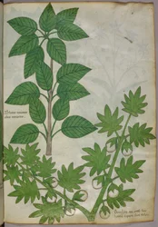 Kasvitieteellinen kuvitus kasveista, noin 1440 (tussi ja väri pergamentille).