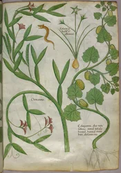 Kasvitieteellinen kuvitus kasveista, mm. klematiksesta, ja käärmeestä, noin 1440 (tussi ja väri pergamentille).