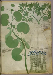 Kasvitieteellinen kuvitus kasveista ja kukista, n. 1440 (tussi ja väri pergamentille).