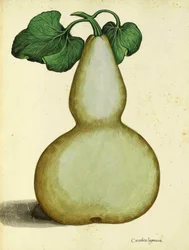 Ulisse Aldrovandi Calabash