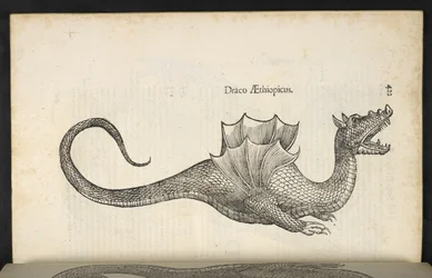 Etiopian lohikäärme, "Käärme ja lohikäärme historian kirja kaksi", Bologna, Ulisse Aldrovandi