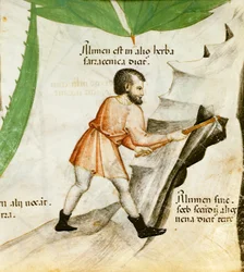 Alunaa, n. 1440 (väri lito)