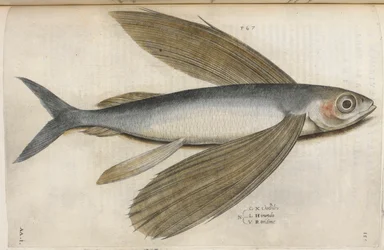 Lentävä kala, kuva "Aquatilium Animalium Historiæ liber primus", kirjoittanut Ippolito Salviani