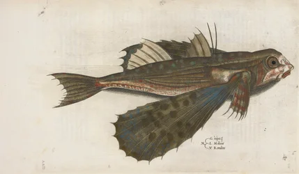 Lentävä kala, kuva "Aquatilium Animalium Historiæ liber primus", kirjoittanut Ippolito Salviani