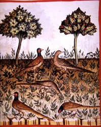 Fol.68v Fasaanit, kuvitus "Tacuinum Santiatis Codex Vindobonensis" (vellum)