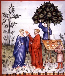 Fol.86r Valkoviini, kuvitus lähteestä "Tacuinum Santiatis Codex Vindobonensis" (vellum).