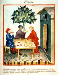 Fol.99r Juoppo, kuvitus Tacuinum Santiatis Codex Vindobonensis