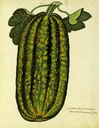 Ulisse Aldrovandin (1522 - 1605) Green Oblong Squash -levy julkaistu Piante Fiori Fruttissa (käsinvärinen kaiverrus).