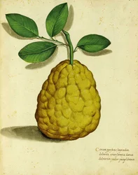 Ulisse Aldrovandi Heirloom Lemon