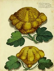 Ulisse Aldrovandin perinnöllinen squash