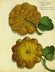 Ulisse Aldrovandin perinnöllinen squash