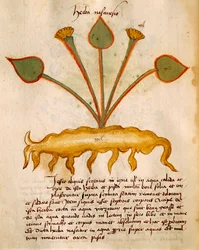Orgione Rizzardon Herba Nasturzio