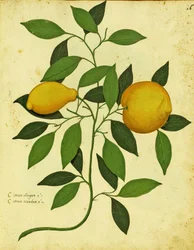Ulisse Aldrovandin (1522 - 1605) italialainen perinnöllinen sitruunalevy julkaistu Piante Fiori Fruttissa (käsinvärinen kaiverrus).