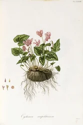 Ivy-lehtinen syklaami - Cyclamen Neapolitanum, 1811-1838