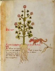 Ms 1591 Fol.38r Herba negra (vellum)   1416184   fi       finnish Successfully Translated  Original: Landschap met een toren Twaalf landschappen met figuren (series title) Translat: Landschap met een toren Twaalf landschappen met figuren (series title) 137