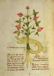 Ms 1591 Fol.6v Herb of Roman Chivalry, myöhään n. 15. (vellum)