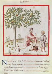 Ms 3054 fol.31 Kastanjoiden sadonkorjuu ja keittäminen, "Tacuinum Sanitatis" (vellum)